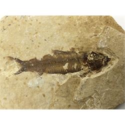 Four fossilised fish (Knightia alta) each in an individual matrix; age; Eocene period, location; Green River Formation, Wyoming, USA, largest matrix H8cm, L10cm
