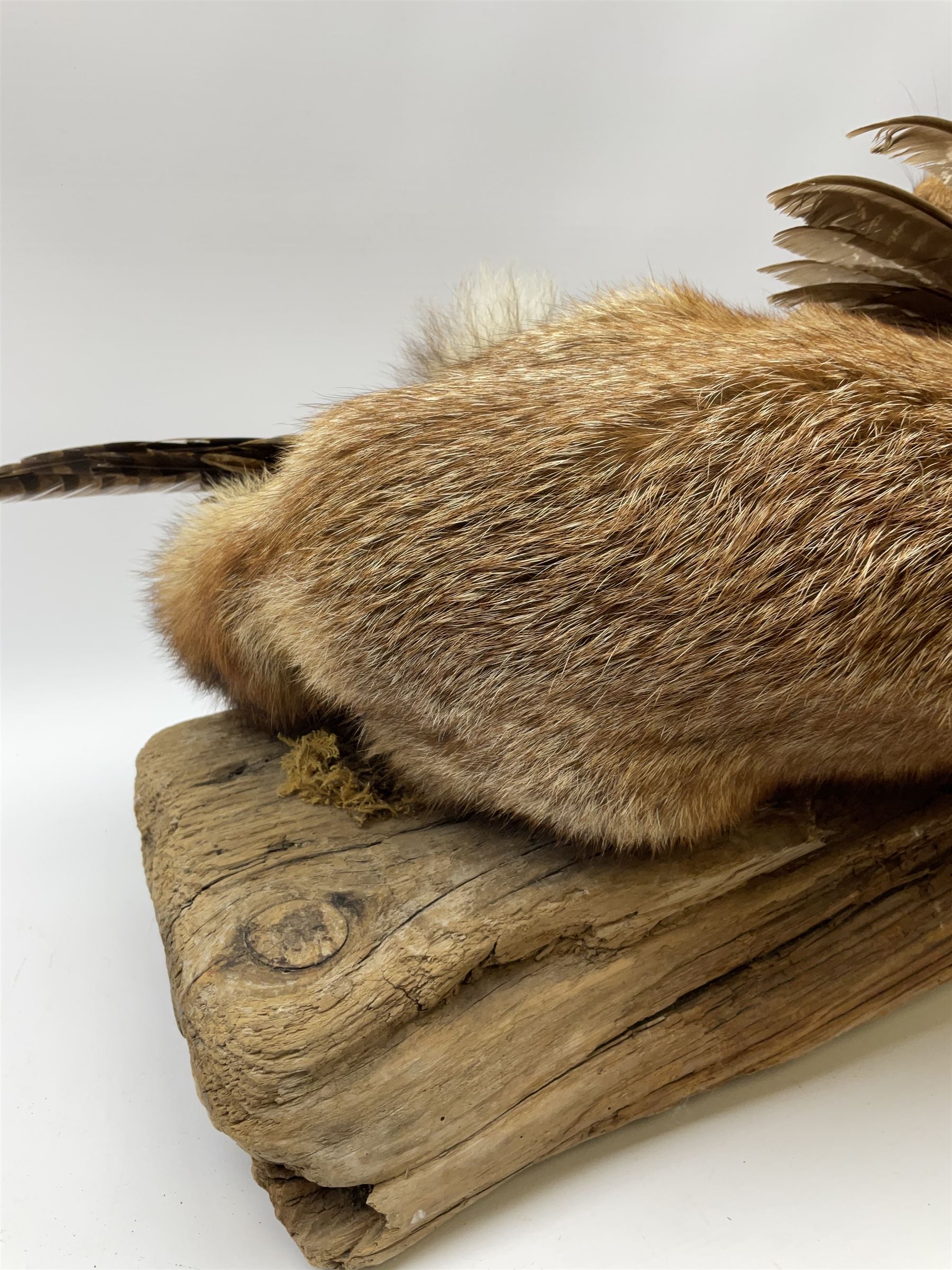 Taxidermy: Red Fox (Vulpes vulpes) with cock pheasant (Phasianus colchicus), open display upon tree mount detailed with moss, mount L64cm  
