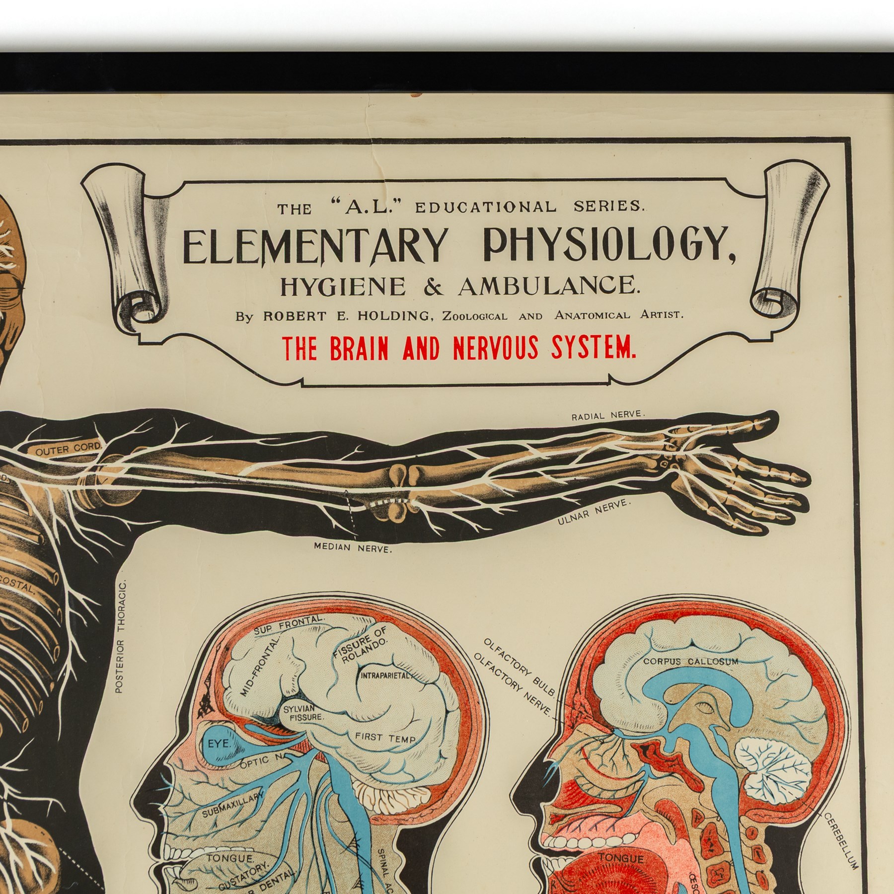 Complete set of eight 'AL Educational Series Elementary Physiology Hygiene and Ambulance' medical posters by Robert R Holding (Zoological and Anatomical artist), published by E J Arnold & Son Ltd of Leeds, Glasgow and Belfast, all framed