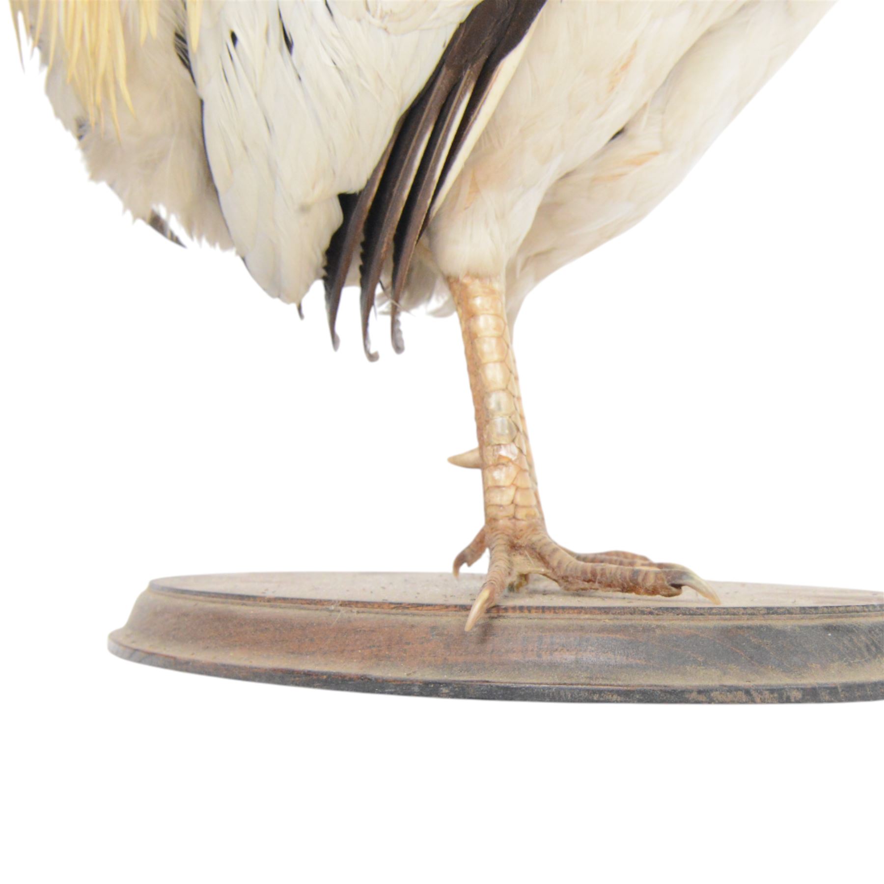 Taxidermy: Cockerel (Gallus gallus domesticus), full adult mount with head turning slightly to the right, on open display, together with taxidermy Pheasant (Phasianus colchicus), full adult male mount on open display, cockerel H43cm 
