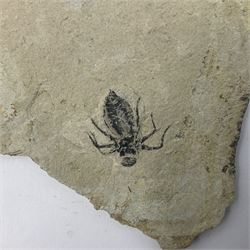 Dragonfly larvae (Libellula doris), together with four Mosasaur teeth, four trilobites (Crotalocephalina gibba) and one other tooth