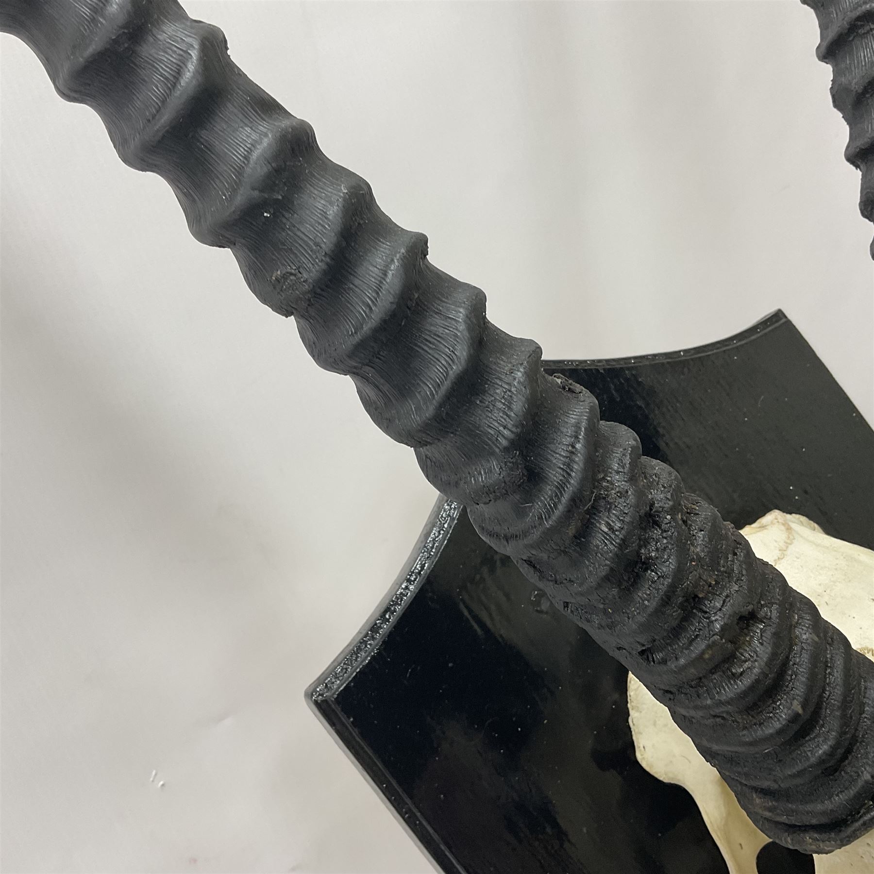 Antlers/Horns: Gemsbok Oryx (Oryx gazella gazella), pair of oryx curved horns on partial skull, mounted on an ebonised shield, H130cm