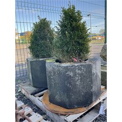 Pair of octagonal composite planter linings, planted - THIS LOT IS TO BE COLLECTED BY APPOINTMENT FROM DUGGLEBY STORAGE, GREAT HILL, EASTFIELD, SCARBOROUGH, YO11 3TX