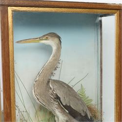 Taxidermy: Grey heron (Ardea cinerea), full adult mount, within a naturalistic setting of reeds and grasses, against blue painted backdrop, enclosed within a glass display case, H83cm