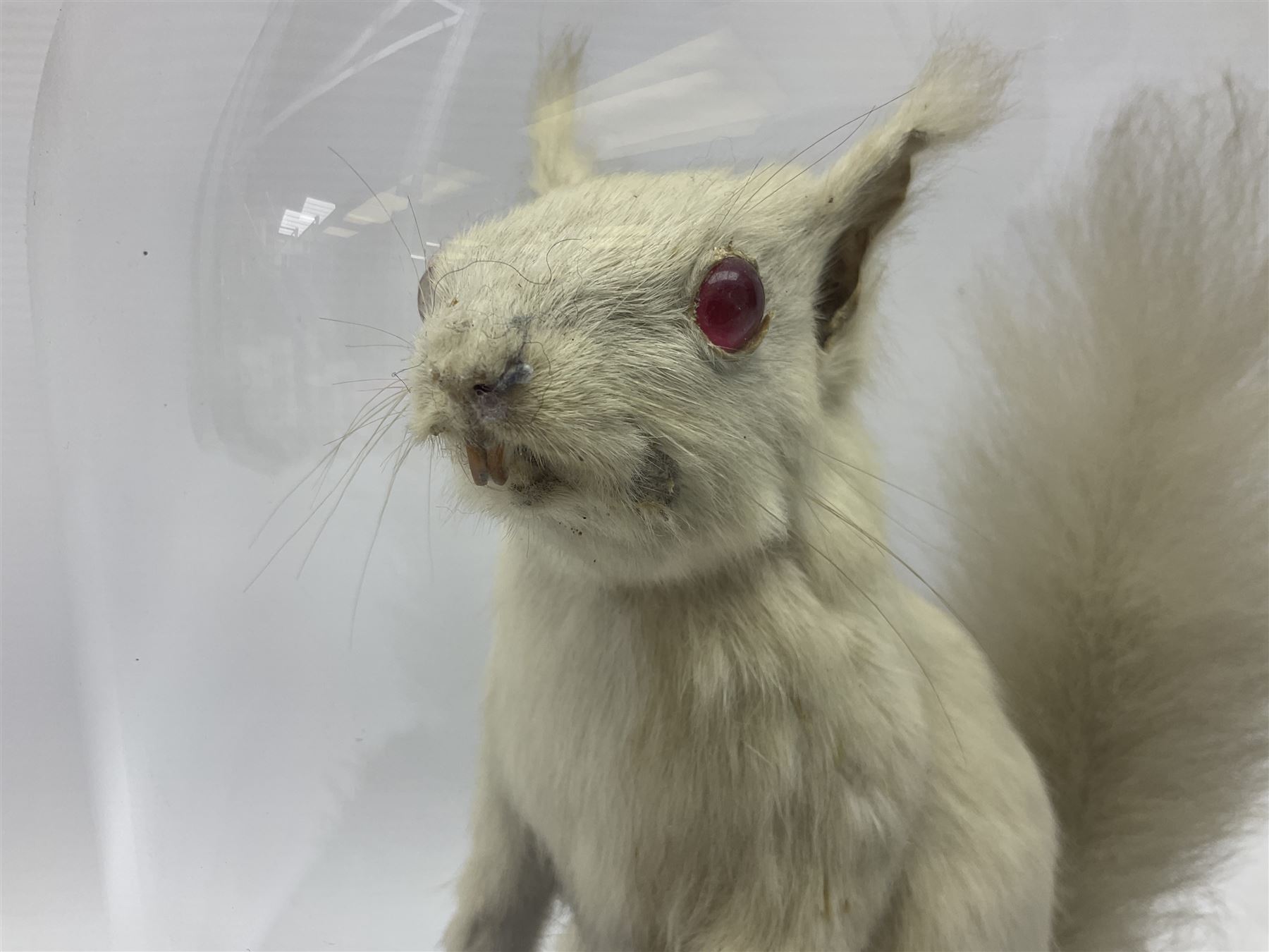 Taxidermy: Victorian albino Squirrel (Sciurus vulgaris), full mount adult, holding a hazelnut, upon naturalistic ground, enclosed beneath later glass dome with ebonised base, H32cm