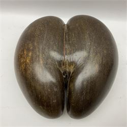 Coco De Mer (Lodoicea Maldivica), L29cm, H15cm 