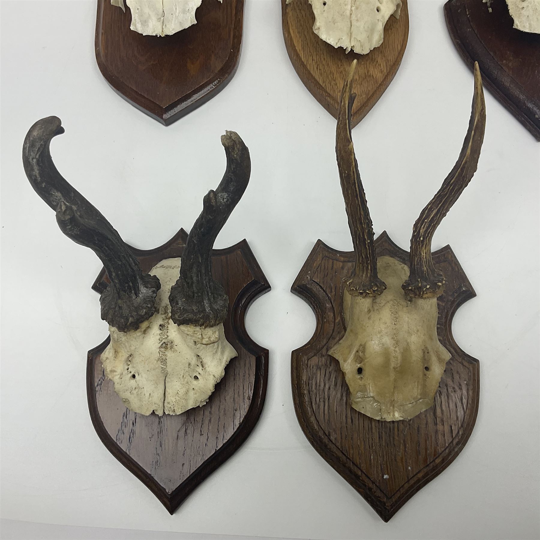 Antlers/Horns: Roe Deer (Capreolus capreolus) ten pairs of roe deer antlers mounted upon wooden shields, shield H19cm 