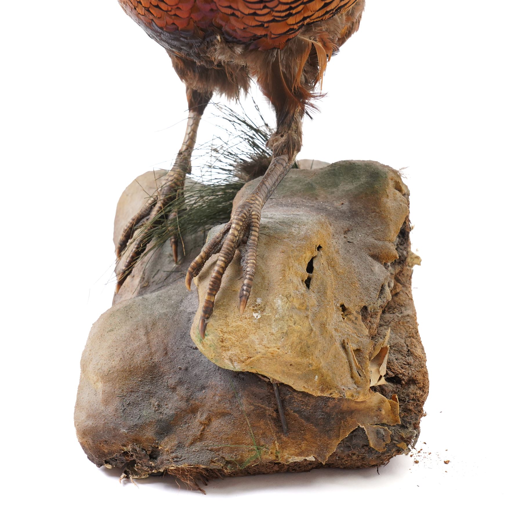 Taxidermy - Moorhen (Gallinula Chloropus), adult mount on naturalistic driftwood base, including base H32cm; Common Pheasant (Phasianus Colchicus), adult male mount on naturalistic base, including base H43cm (2)