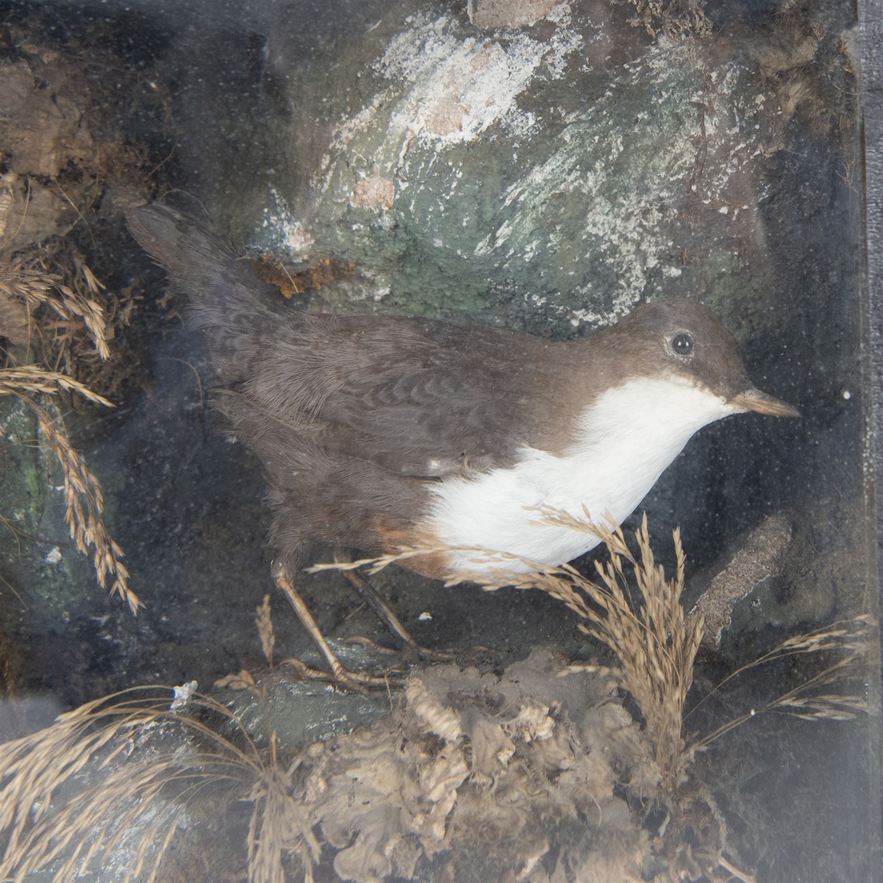 Taxidermy: Pair of Victorian White-throated Dippers (Cinclus cinclus), circa 1890, pair of full adult mounts, amidst a natural setting, encased with an ebonised single glass display case, H31cm, L45cm