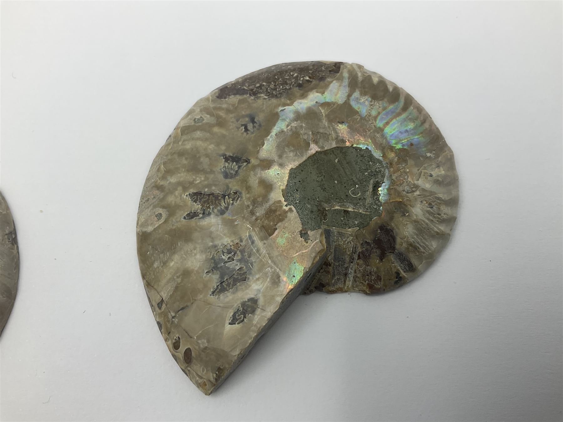 Two pairs of sliced ammonite fossils with polished finish, age: Cretaceous period, location: Madagascar, largest D7cm