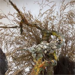 Taxidermy; Victorian bird diorama, containing several birds to include, Scarlet Finch (Carpodacus sipahi), Blue Bacnis (Dacnis cayana), Golden Fronted Whitestart (Golden Fronted Whitestart),  perched on branches, on an oval ebonised base, within a glass dome, H40, W35cm