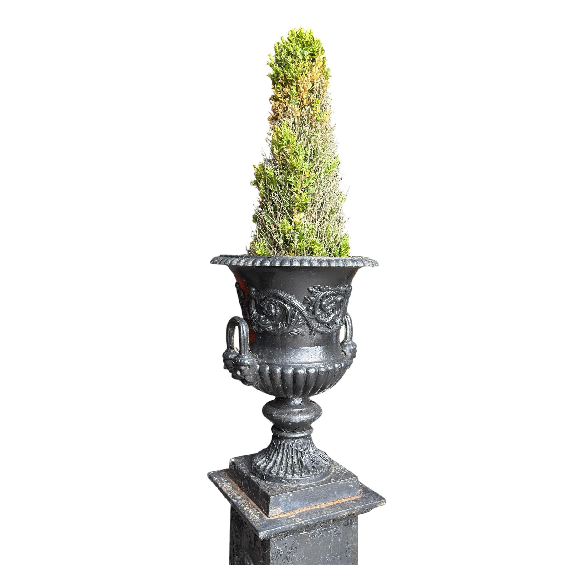 Pair of Victorian cast iron campana form garden urns, the gadrooned flared edge over a scrolling acanthus relief body, with twin male mask handles to each side, over a lobed underbelly with fluted socle, the rectangular pedestals with relief floral garlands and stepped base, in rustic black-painted finish, planted