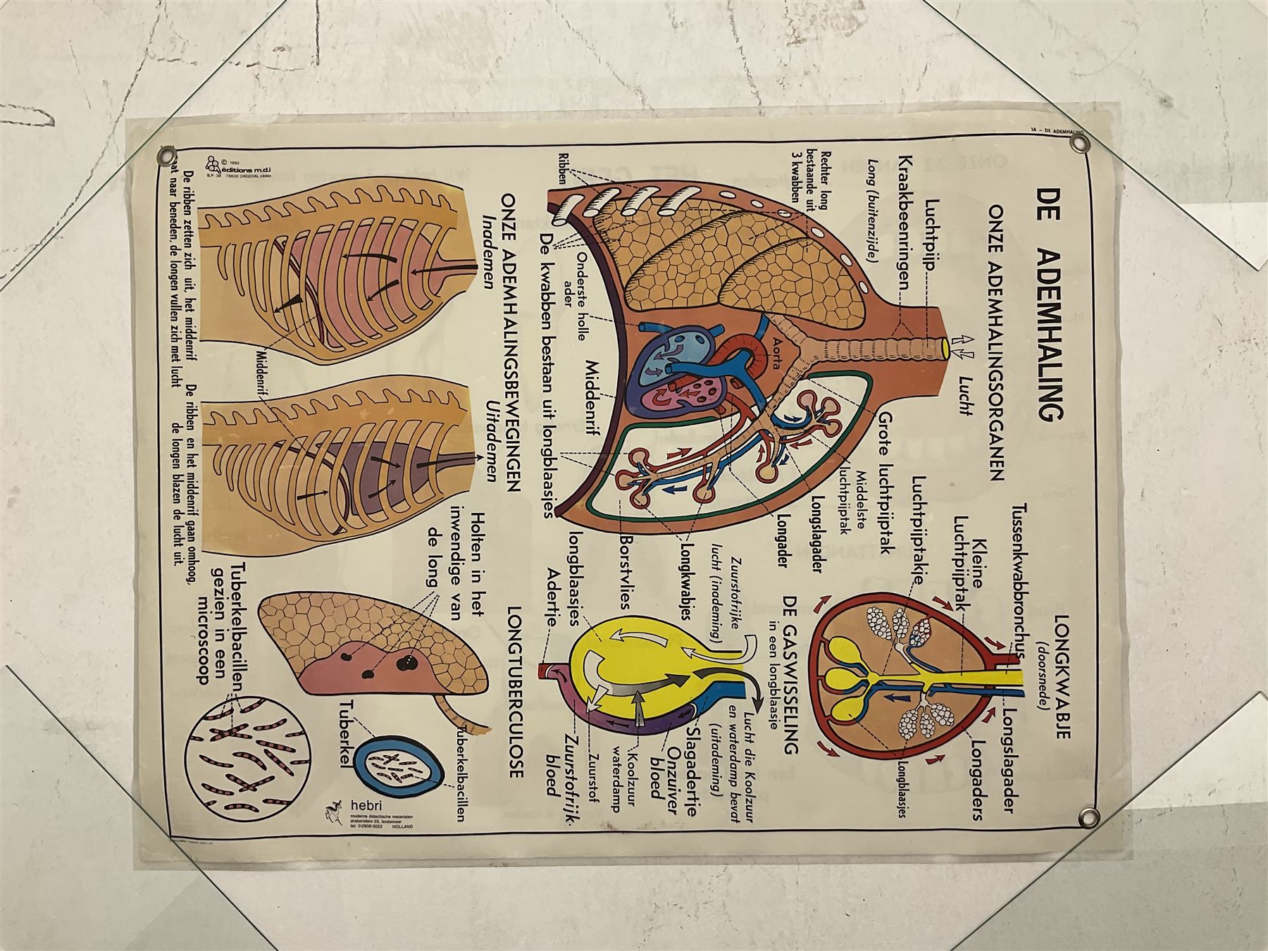 Five early 1980s Dutch medical posters, double sided decorated with colourful label anatomical diagrams, marked Hebri, Holland, W70cm H92cm