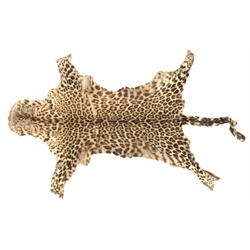  Taxidermy - Late 19th/ early 20th century Leopard skin rug with tanned back, L187cm approx  