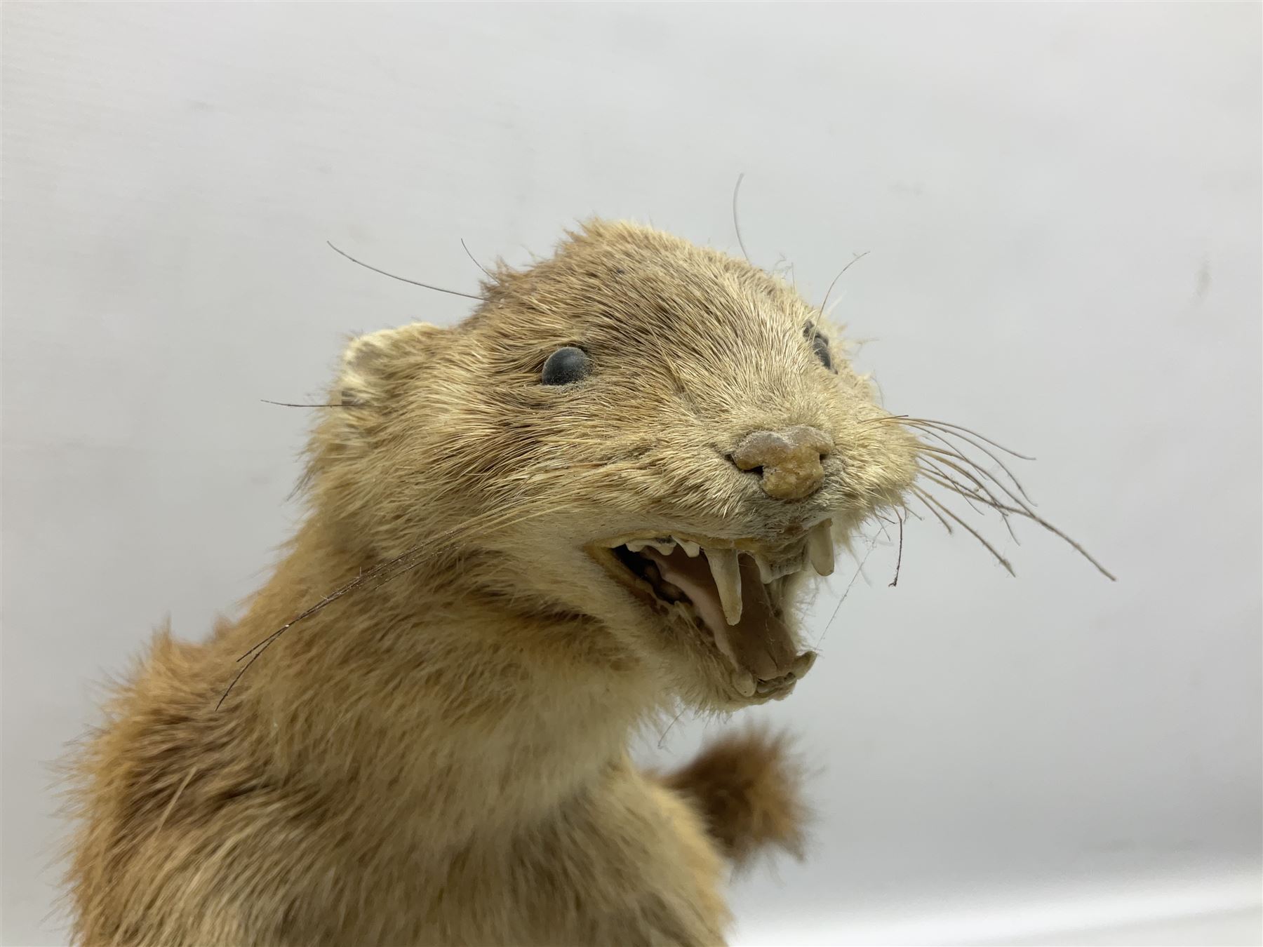 Taxidermy; Pine Marten (Martes martes) or similar, full adult mount mounted on a naturalistic branch, together with a weasel (Mustela) on a wooden plinth, pine marten H34cm