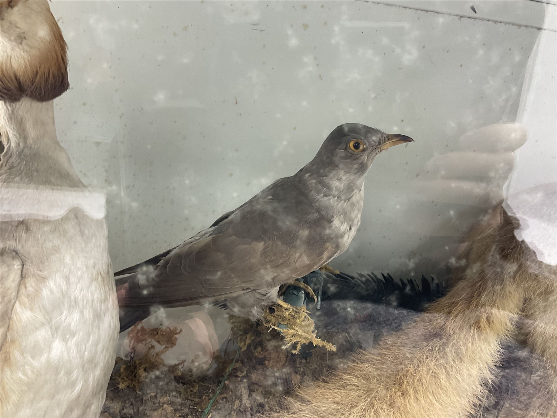 Taxidermy: 19th century cased display Red Fox (Vulpes vulpes) with pray, weasels (Mustela), Great Crested Grebe (Podiceps cristatus), and other birds in a naturalistic setting against a painted backboard, encased within an ebonised three pane display case, H56cm D38cm W113cm