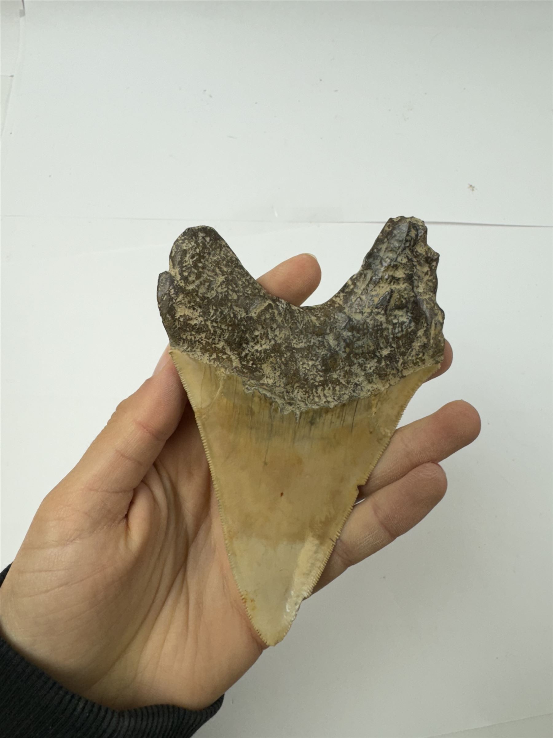 Large Megalodon (Otodus Megalodon) tooth fossil, with fine serrations, age; Miocene period location; Java, Indonisia, H13cm, W9cm 
Notes; Believed to have grown as large as 18 metres, the Megalodon was the largest shark and one of the most dominant marine predators ever to have existed. It roamed the ancient seas for around 20 million years until their extinction around 3.6 million years ago. Megalodon teeth vary in colour and ton. influenced and coloured over the millennia by the conditions in which they are preserved