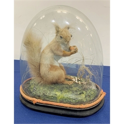 Taxidermy: A Victorian cased Red Squirrel (Sciurus vulgaris), full mount holding a hazelnut, upon naturalistic ground with grass, under glass dome, H31cm
