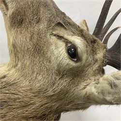 Taxidermy: Red Deer (Cervus elaphus), adult male imperial stag shoulder mount looking straight ahead, ten point antlers, mounted upon a shaped wooden shield, D65cm