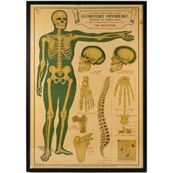 Complete set of eight 'AL Educational Series Elementary Physiology Hygiene and Ambulance' medical posters by Robert R Holding (Zoological and Anatomical artist), published by E J Arnold & Son Ltd of Leeds, Glasgow and Belfast, all framed