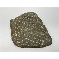 Orthoceras and Goniatite formation, with four orthoceras and two goniatites in a matrix, age: Devonian period, H30cm, L40cm  
