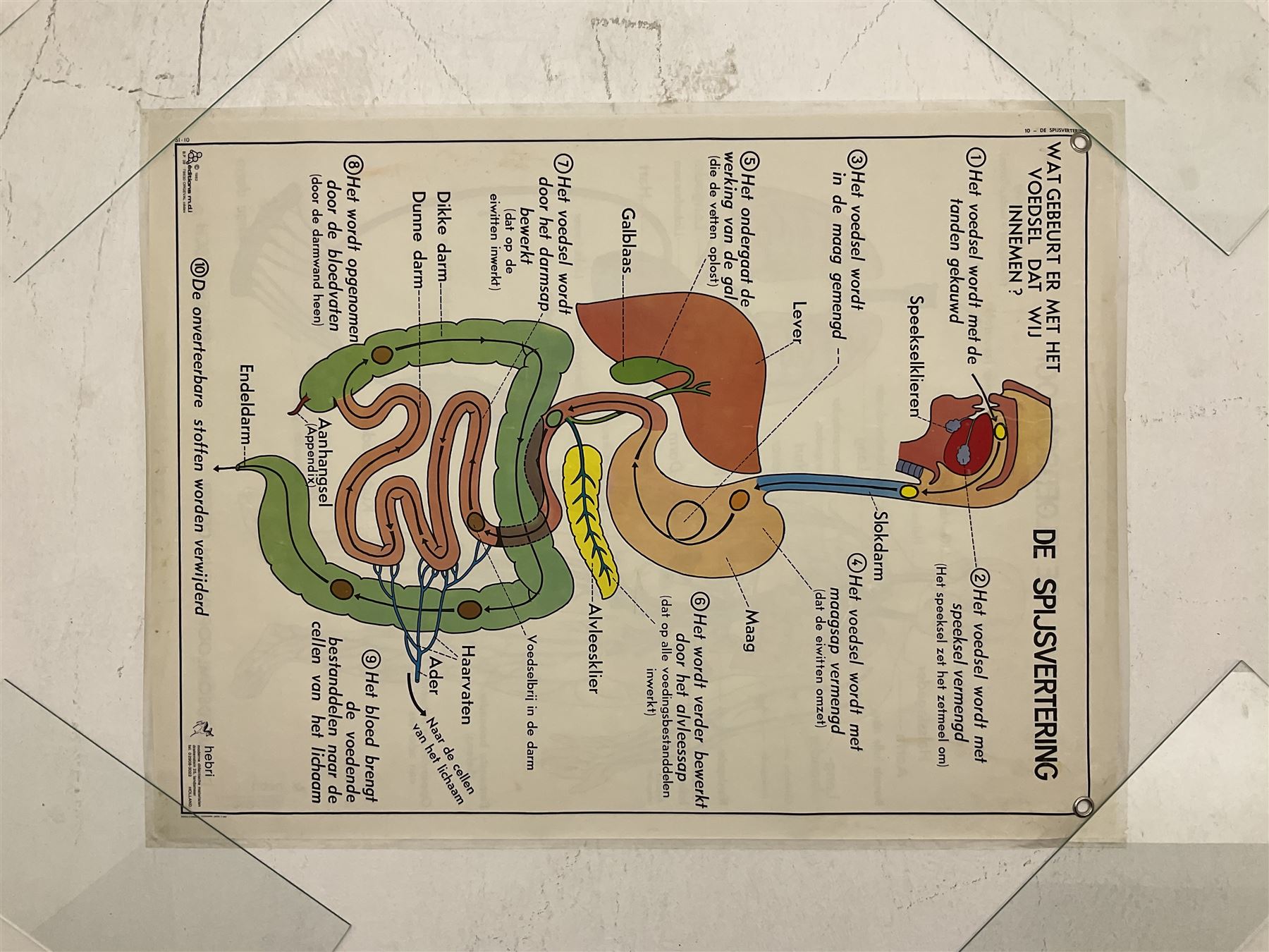 Five early 1980s Dutch medical posters, double sided decorated with colourful label anatomical diagrams, marked Hebri, Holland, W70cm H92cm