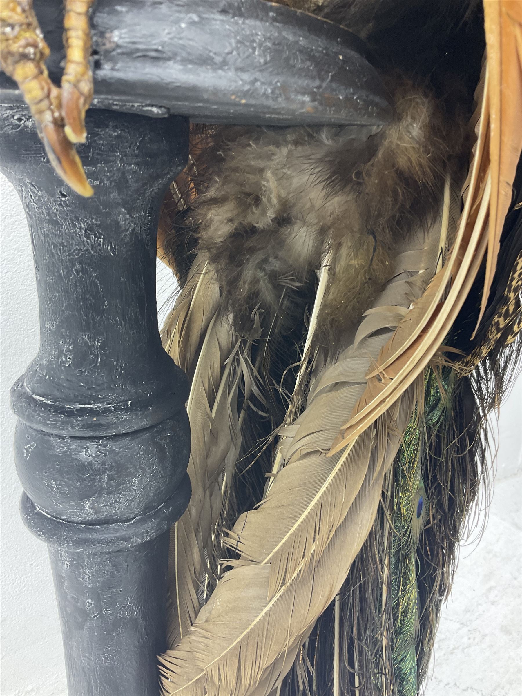 Taxidermy: Indian Peacock (Pavo cristatus), full mount adult cock bird facing forward, with tail hanging below, mounted upon an ebonised plinth, H140cm