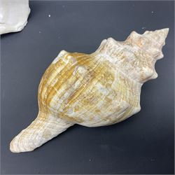 Conchology: selection of conch shells, to include horned examples, largest H17cm, L24cm