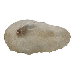 Andiloceras heteromorph ammonite in matrix, age Cretaceous period, location; Volga River, Ulyanovsk, Russia, specimen L22cm