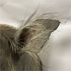 Taxidermy: A Common Warthog (Phacochoerus africanus), a large adult head mount looking straight ahead, D50cm