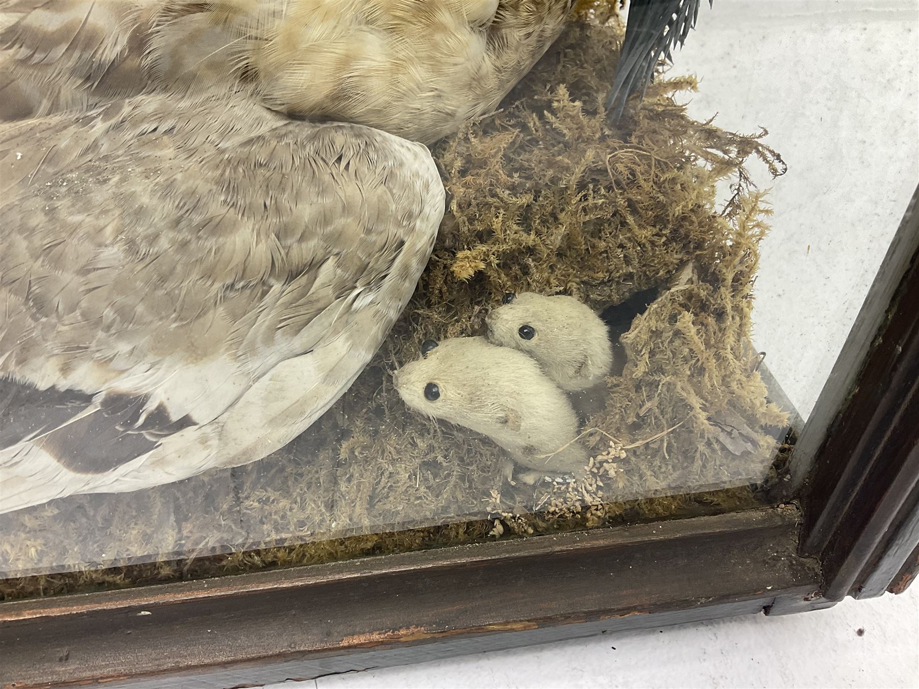Taxidermy: 19th century cased display Red Fox (Vulpes vulpes) with pray, weasels (Mustela), Great Crested Grebe (Podiceps cristatus), and other birds in a naturalistic setting against a painted backboard, encased within an ebonised three pane display case, H56cm D38cm W113cm