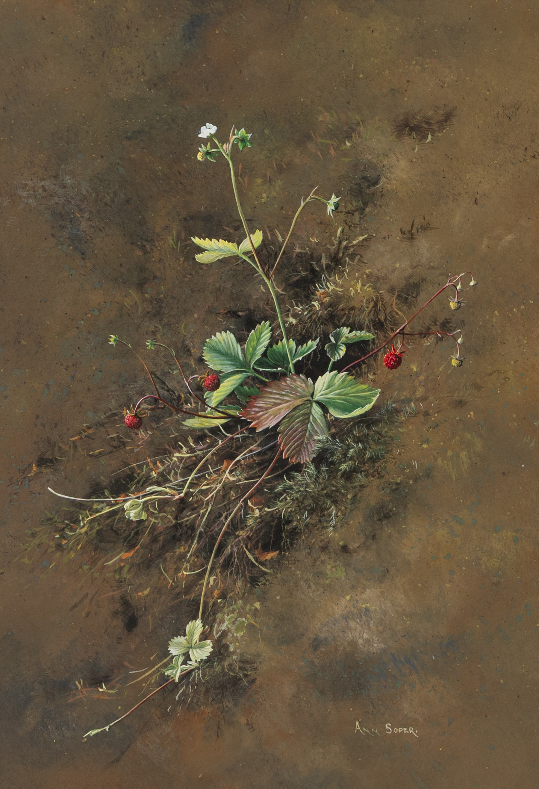 Ann Soper (British 20th century): Study of a Strawberry Plant, gouache signed 34cm x 24cm