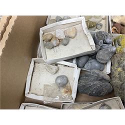 Natural history; Collection of rock, mineral, crystal and fossil specimens to include gryphaea, desert rose, belemnites, graptolite, brachiopod etc, together with a quantity of replica specimens in five boxes, many named 