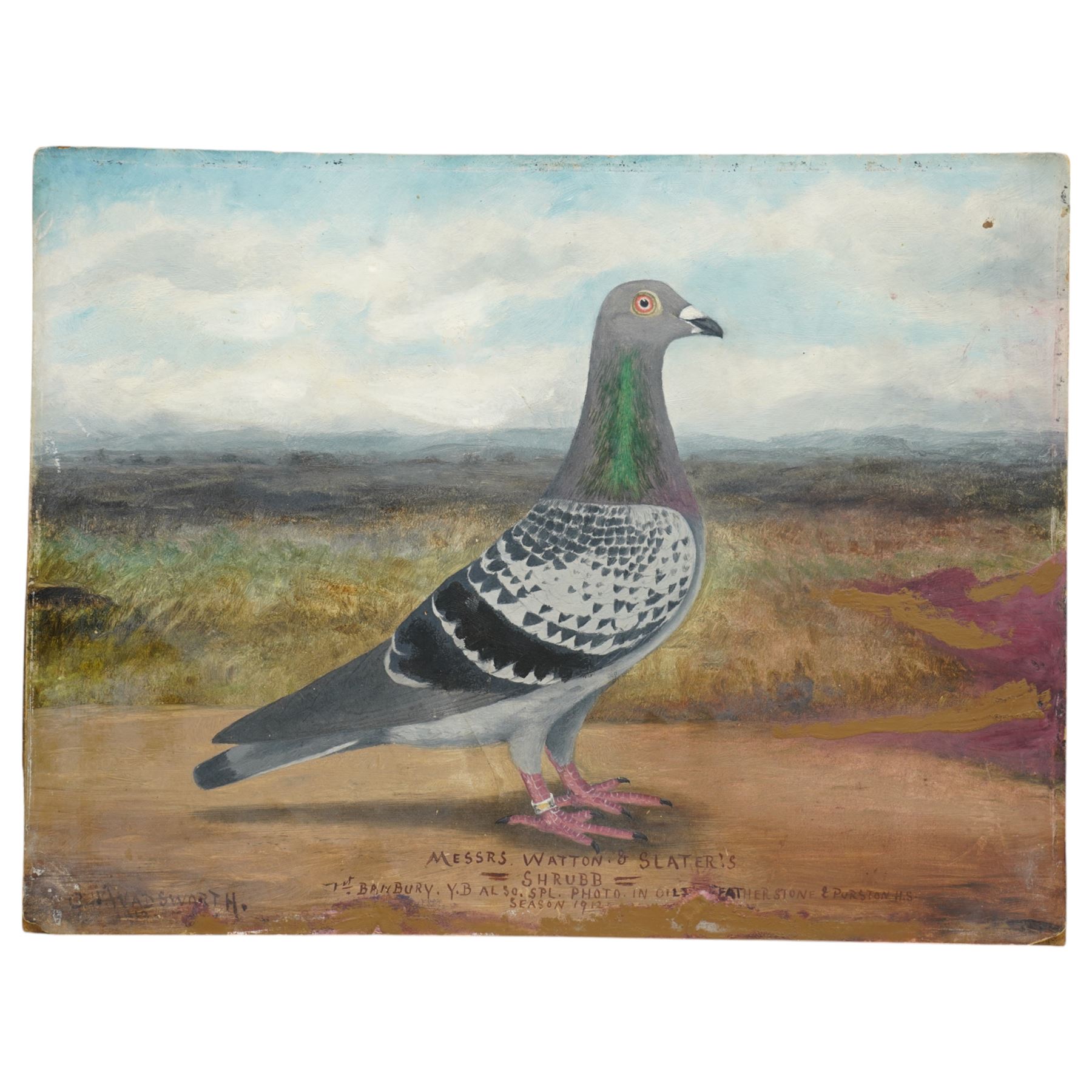 C H Wadsworth (British Early 20th century): Portrait of Champion Racing Pigeons - Messers Watton 'National Winner' & 'Shrubb', pair oils on board signed inscribed and dated 1910 & 1912, respectively 31cm x 41cm (2)
Notes: inscribed 'National Winner - 1st Northern section Bournemouth YB 1908' & 'Shrubb - 1st Banbury YD also SPL photo in oils Featherstone & Purston HS season 1912'
