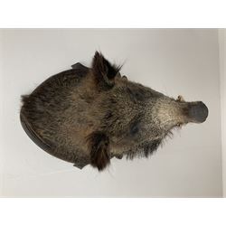 Taxidermy: European Wild Boar (Sus scrofa), adult male shoulder mount looking straight ahead upon an oak carved shield, approximately H67cm