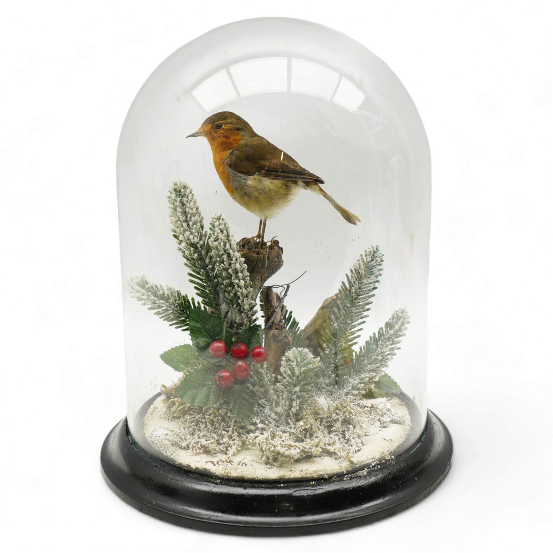 Taxidermy: European Robin (Erithacus Rubecula), full adult mount upon a branch in a naturalistic winter setting by Roger Whapshott Taxidermy, enclosed within a glass dome H30cm 