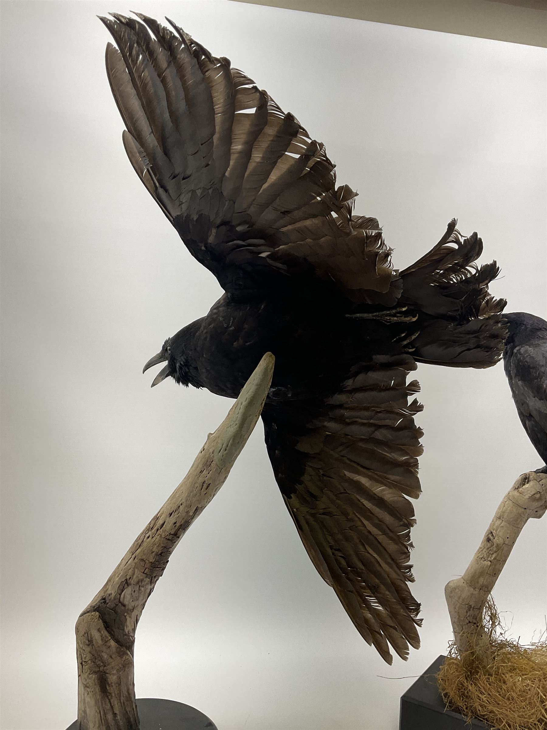 Taxidermy: Carrion crows (Corvus corone) modern, by award winning Taxidermist - Carl Church, Pickering, North Yorkshire, one specimen in flight, one perched on a tree, maximum H66.5.