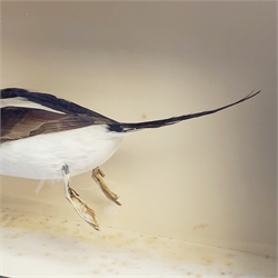 Taxidermy: A 20th century cased Long-Tailed Duck (Clangula hyemalis), full mount, modelled in swimming pose, encased within an ebonised single pane display case, H43cm L63.5cm D21cm 