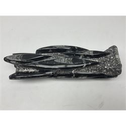 Pair of Orthoceras fossil towers, age: Devonian period, location: Morocco, larger tower, H33cm