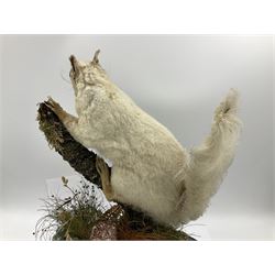 Taxidermy: Victorian cased Red Squirrel (Sciurus vulgaris), full mount holding a hazelnut, upon naturalistic ground, enclosed beneath a period oval glass dome with ebonised base, raised upon four bun feet H44cm D15cm W24cm