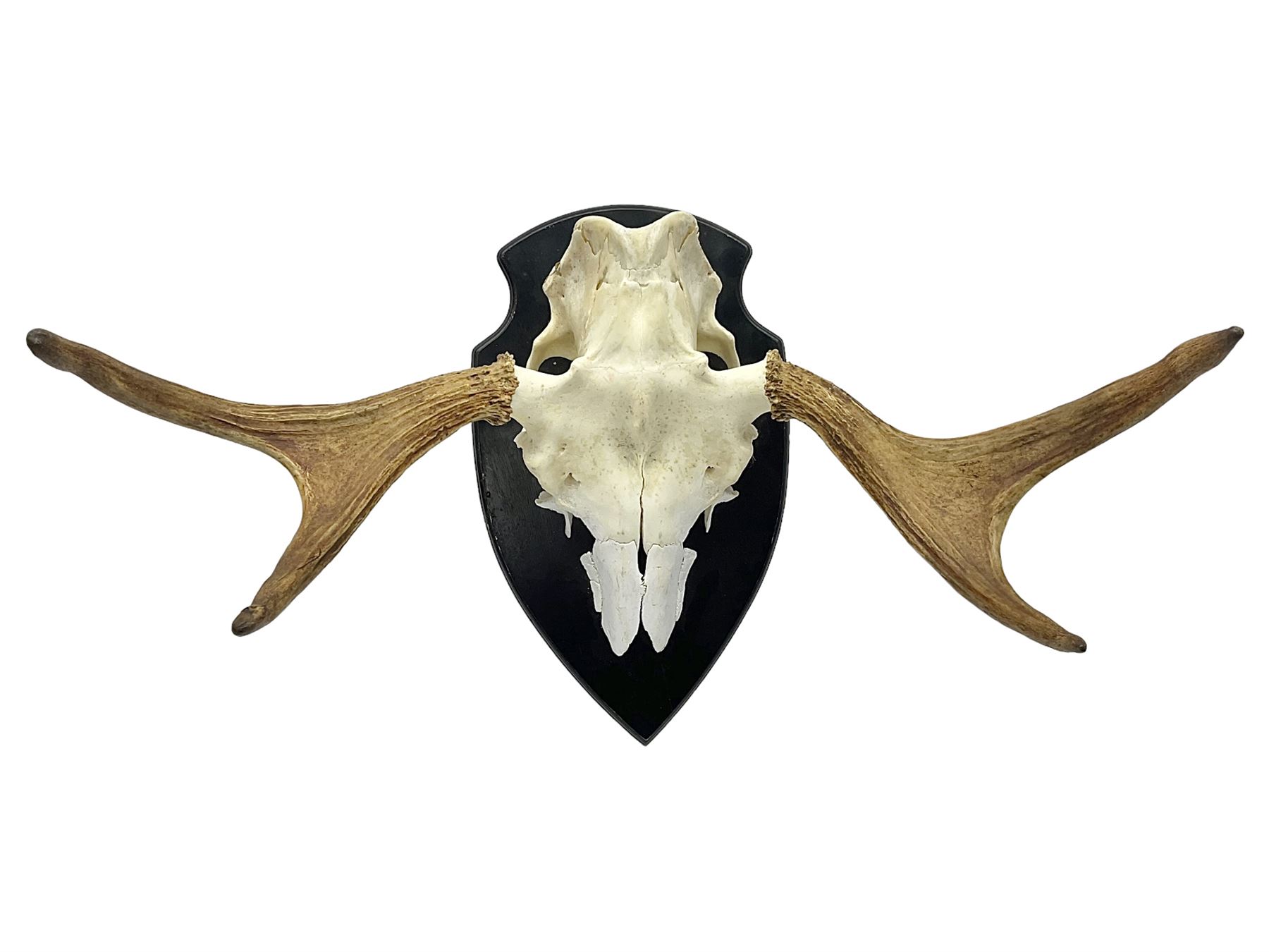 Antlers/Horns: Pair of European Moose (Alces alces) horns with upper skull, mounter upon a wooden shield, H45cm