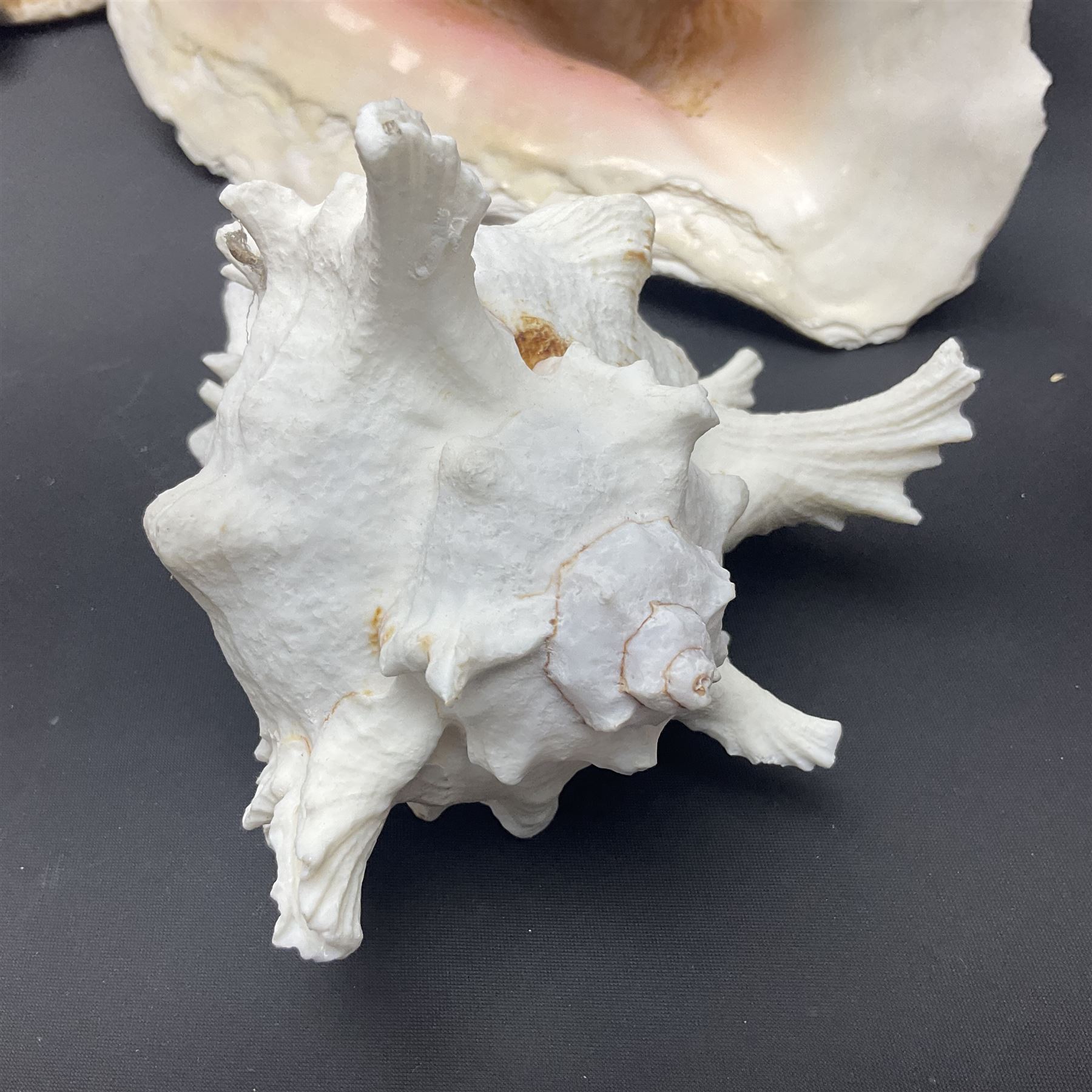 Conchology: selection of conch shells, to include horned examples, largest H17cm, L24cm