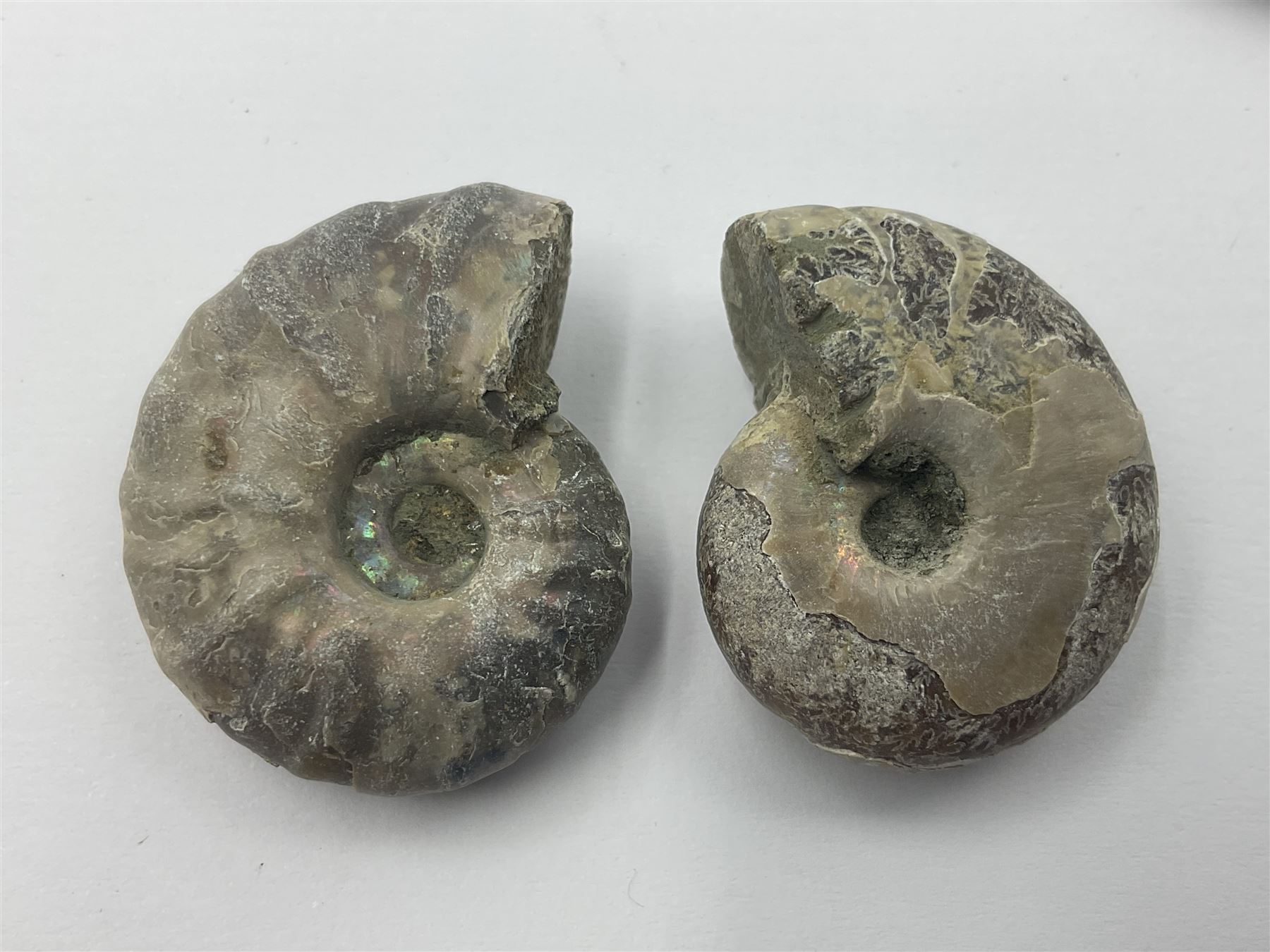 Ten ammonite fossils with nacreous aragonite shells, age; Cretaceous period, location: Madagascar, largest 3cm