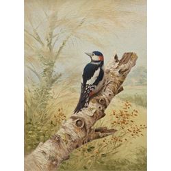 Richard Tratt (British 1953-): Great Spotted Woodpecker, oil on canvas signed and dated 1990, 39cm x 28cm; Mollie Everett Field (British 1939-): Portrait of a Lion, watercolour signed 20cm x 20cm