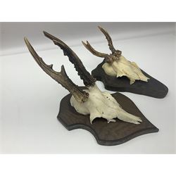 Antlers/Horns: Roe Deer (Capreolus capreolus) ten pairs of roe deer antlers mounted upon wooden shields, shield H20cm 