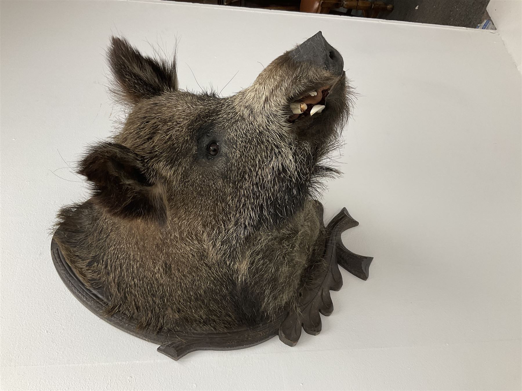 Taxidermy: European Wild Boar (Sus scrofa), adult male shoulder mount looking straight ahead upon an oak carved shield, approximately H67cm