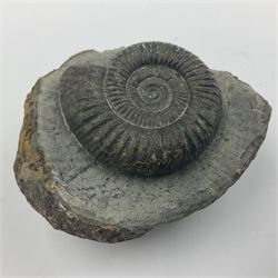 Two Dactylioceras ammonites, each in an individual matrix, age; Jurassic period, largest H11cm  