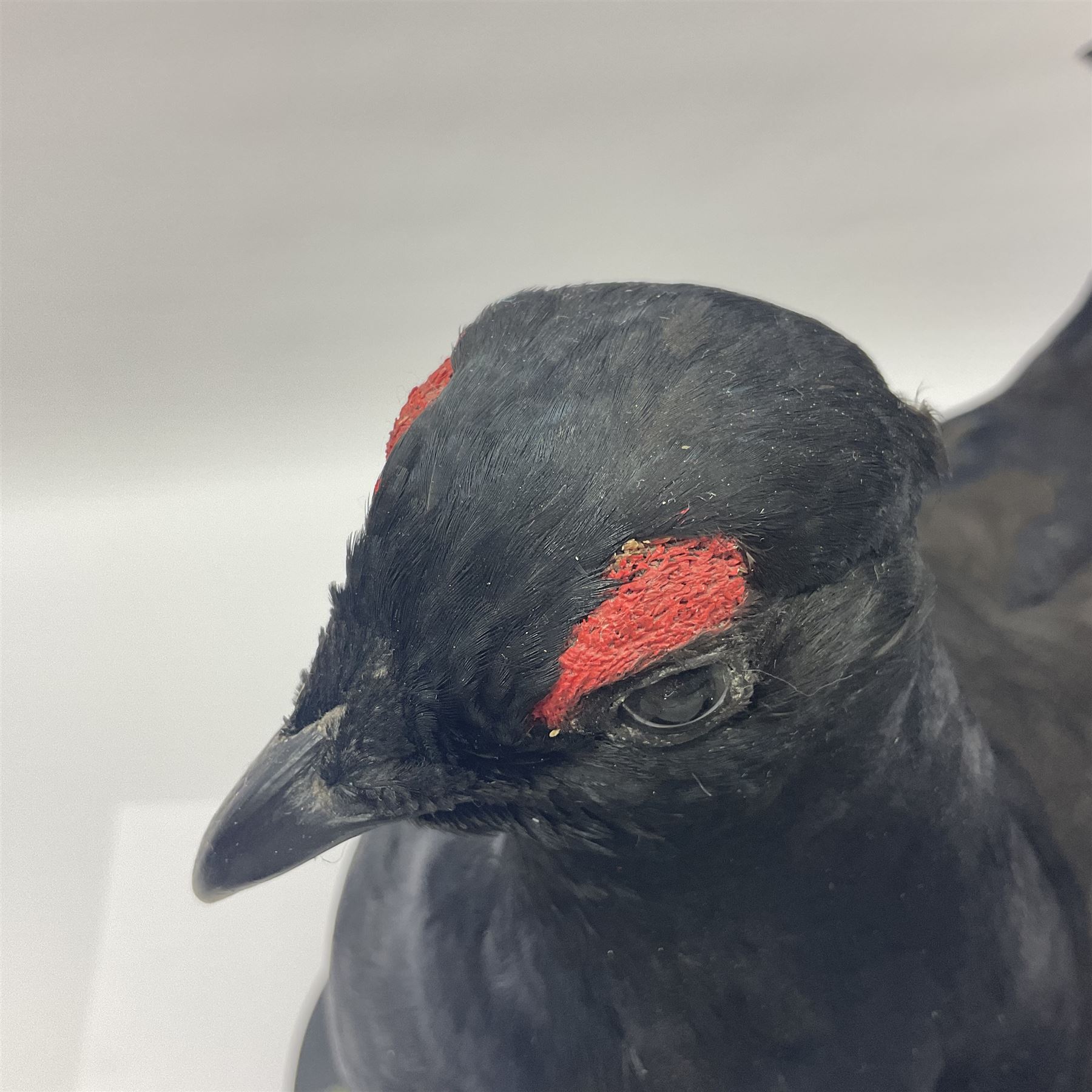 Taxidermy: Black Grouse (Lyrurus tetrix) | Taxidermy & Entomology