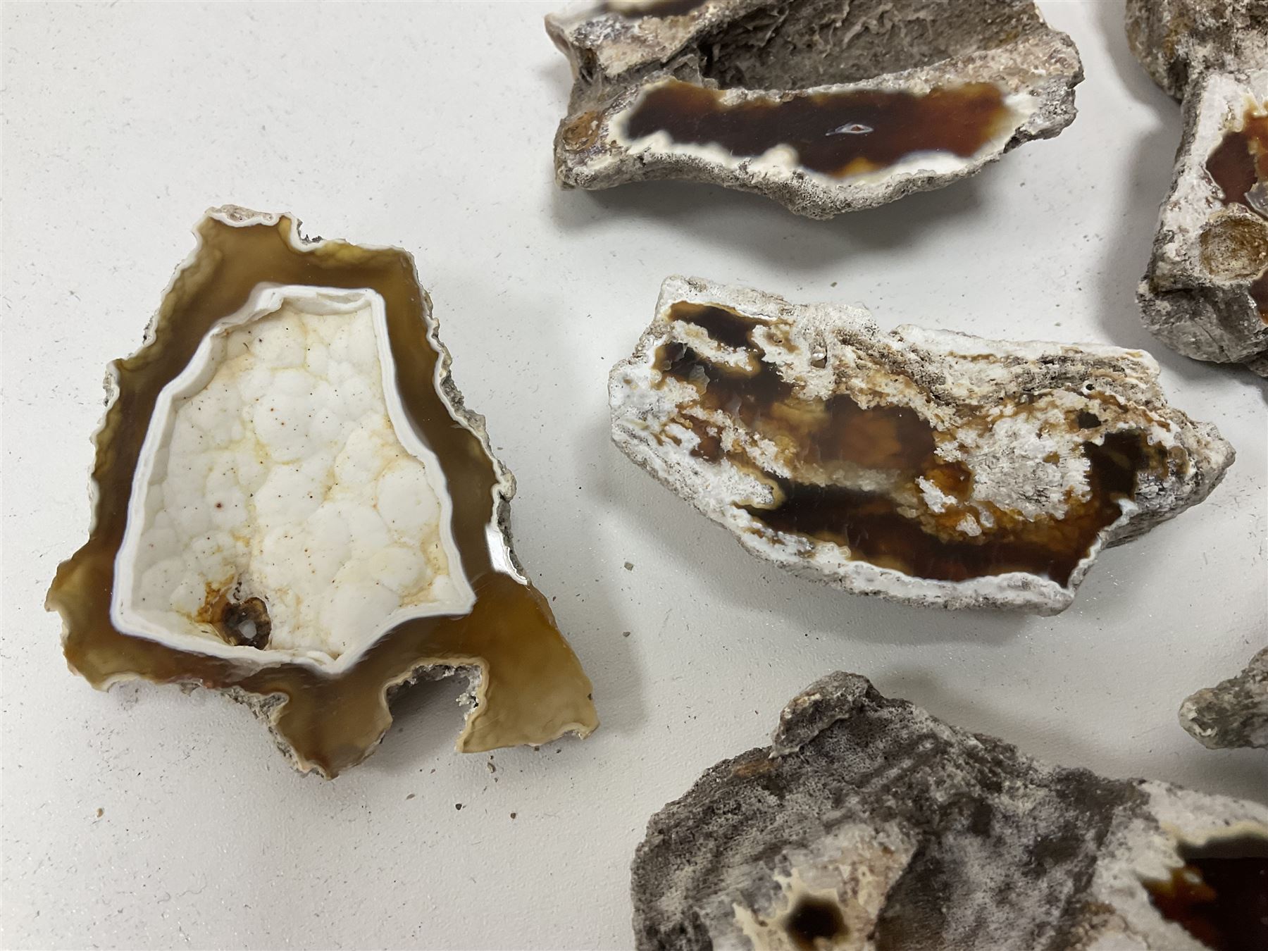 Large collection of Agatized Coral, largest H11cm (12)