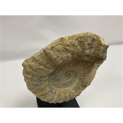 Large ammonite fossil, mounted upon a rectangular wooden base, age; Cretaceous period, location; Morocco, H37cm